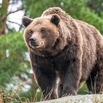 Жител на село Секирчи община Долнени в Северна Македония е