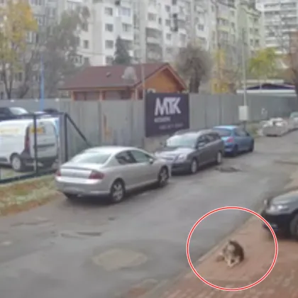 Полицията за мъжа, прегазил куче в София: Твърди, че маневрата била неволна