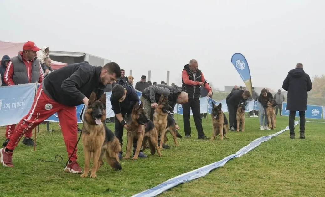 Младежи от Община Марица блестят на изложба за немско овчарско куче в Калековец