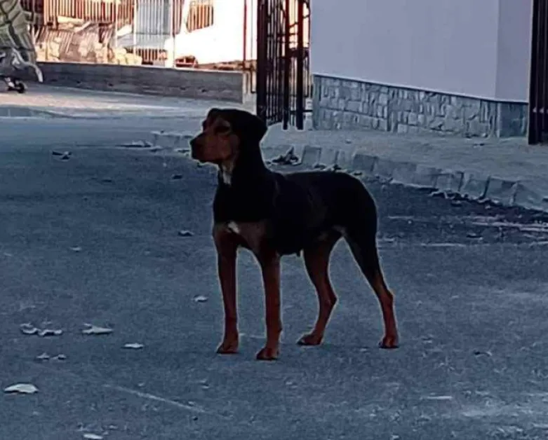 "Напада без причина" – агресивно куче тероризира цял квартал