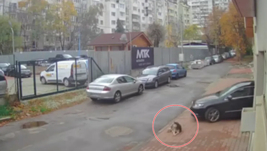 Полицията за мъжа, прегазил куче в София: Твърди, че маневрата била неволна