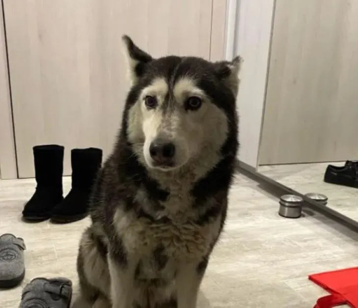 Вълна от гняв след убийството на кучето Мая в София, над 25 хиляди подкрепиха петиция