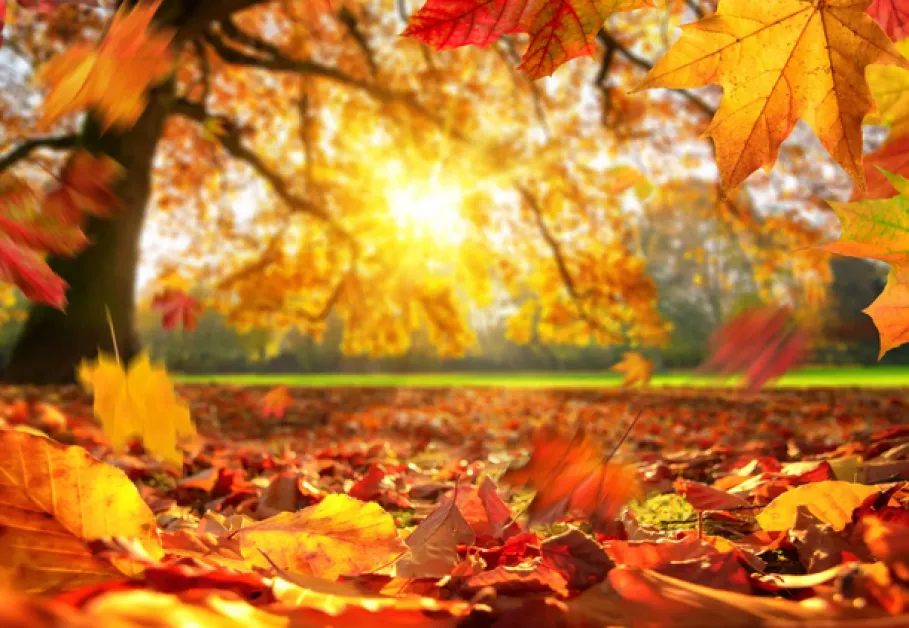 Климатолог: Ноември продължава с необичайно високи температури