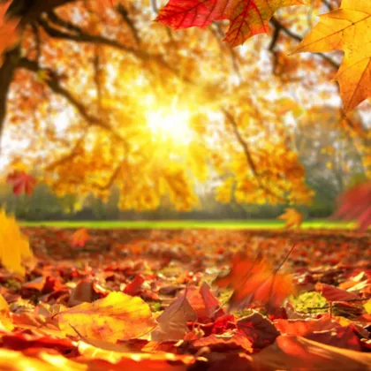 Втората половина на ноември ще продължи с необичайно високи температури