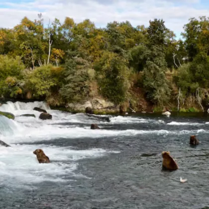 Природозащитни организации заведоха дело срещу властите в Аляска за да