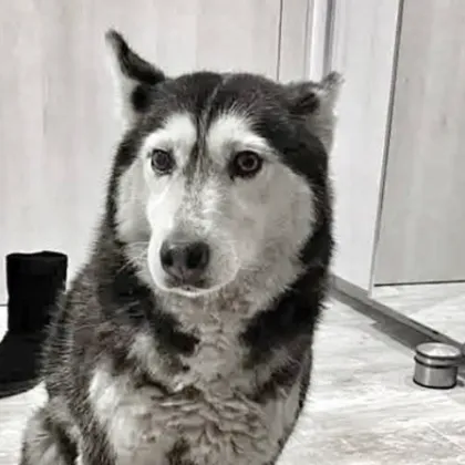 Прокуратурата образува досъдебно производство за прегазеното куче в София