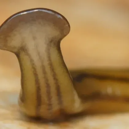 Изследователи предупреждават за нашествие на токсични червеи чук които атакуват Тексас