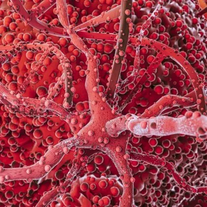 Американски учени са идентифицирали значителен фактор свързан с преждевременната смъртност