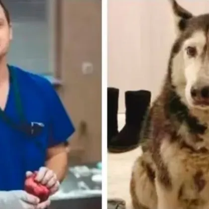 Вълна от обществено недоволство след смъртта на 14 годишното куче Мая