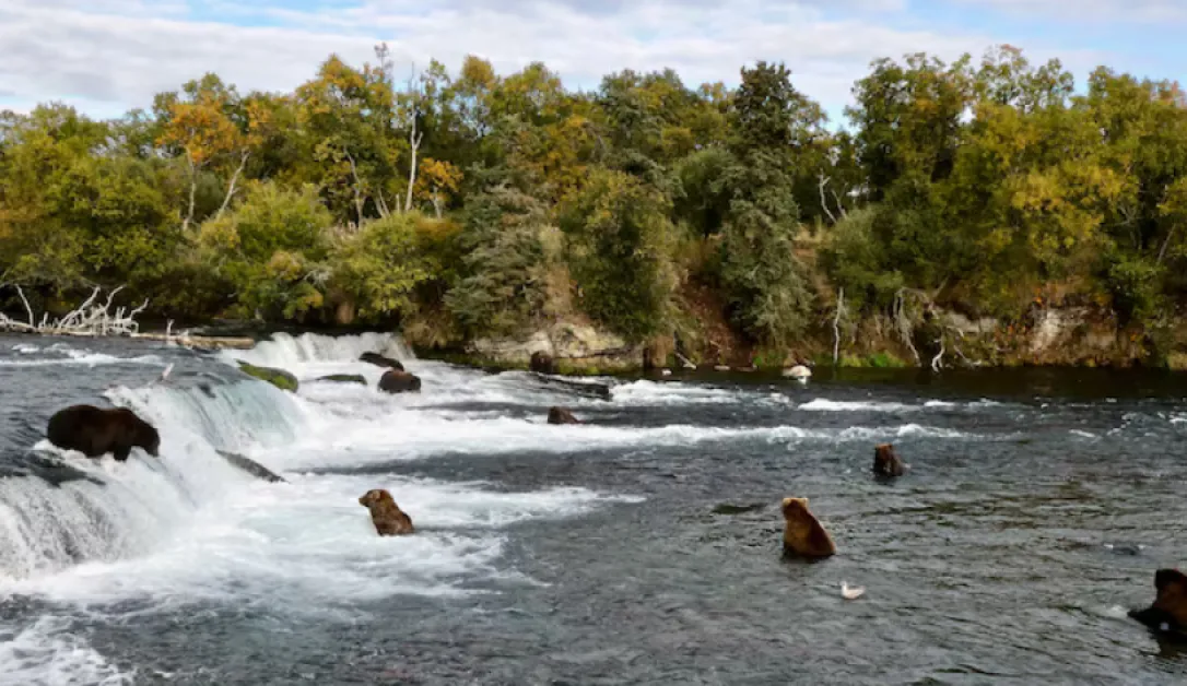 Природозащитници съдят властите в Аляска заради лов на мечки