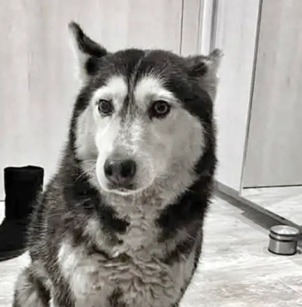 Прокуратурата образува досъдебно производство за прегазеното куче в София