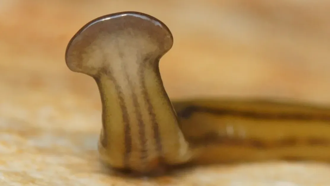 САЩ са атакувани от токсичен червей: Обезглавяването само му позволява да се размножава по-бързо