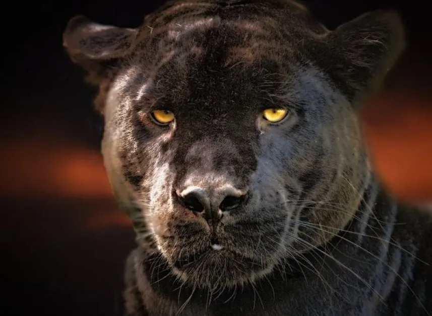 Германски ловец твърди, че е видял голяма черна котка