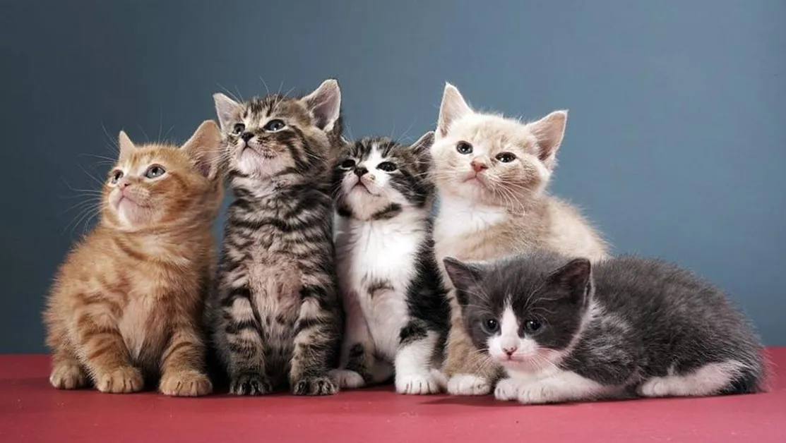 Глобиха с над 1.7 милиона евро мъж за проявена жестокост към котки в Гърция