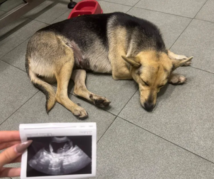 Кола блъсна бременно куче, търси се помощ за лечението му