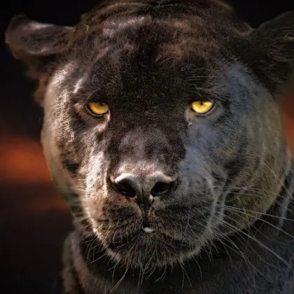 В германския град Алтенар провинция Райнланд Пфалц ловец подаде сигнал че