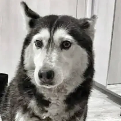 Прегазенето куче в квартал Разсадника е било с тежки травми