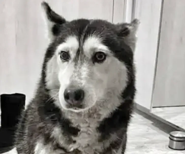 Прегазенето куче Мая е било живо, заради тежки увреждания е евтанизирано