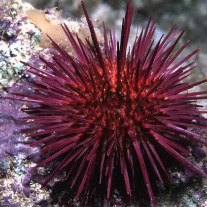 В океана живее бодлив мозък, който обърка науката и пренаписва учебниците