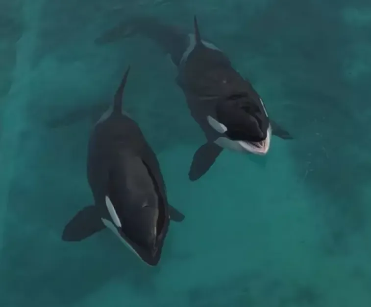 Четири мрачни сценария за съдбата на двете изоставени косатки във Франция