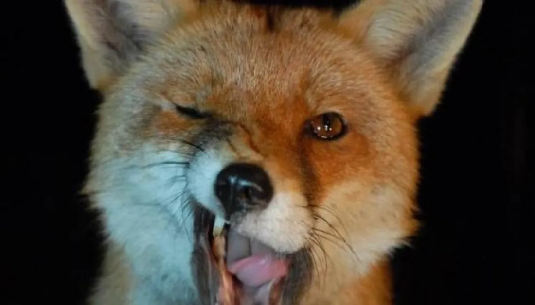 Марково срещу лисиците: Facebook изригна