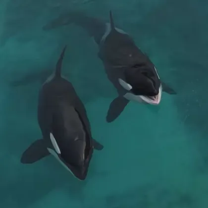 Миналия месец в интернет се разпространи видео на което две