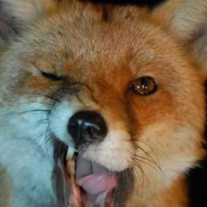 Марково срещу лисиците: Facebook изригна