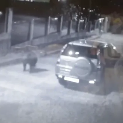 Мечка бе видяна да бяга по улиците на Карлово в северната