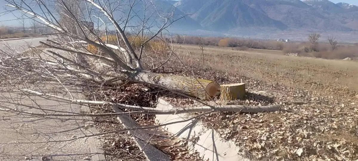Вандали унищожиха млади дървета край път СНИМКИ