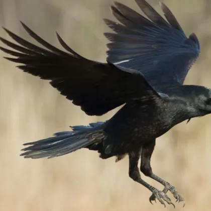 Врани нападнаха временния покрив на Националната гимназия по приложни изкуства