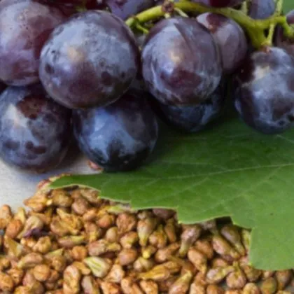 Информация за нови хапчета за дълголетие разработени в Китай с