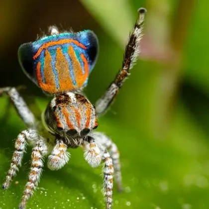 Най-очарователните паяци в света пленяват учените с танците си и „тъмната ДНК" ВИДЕО