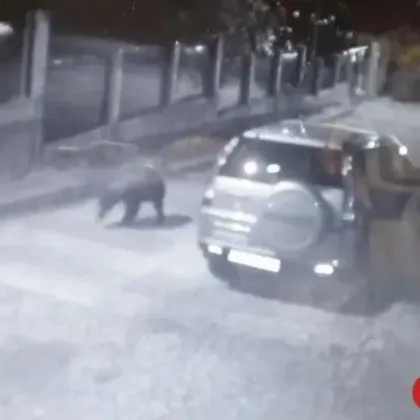 Патрули излизат по улиците на Карлово заради мечката