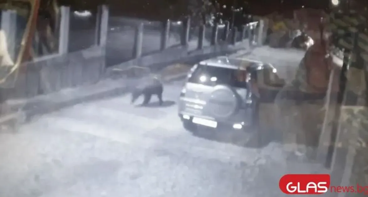 Патрули излизат по улиците на Карлово заради мечката