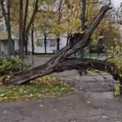 Инцидент с дърво е станал в столицата алармират граждани Произшествието е