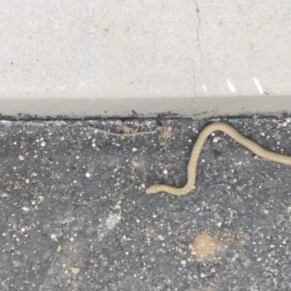 Неочакван „пешеходец" изненада на столична улица СНИМКА