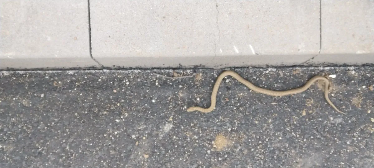 Неочакван „пешеходец" изненада на столична улица СНИМКА