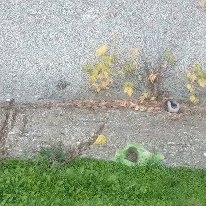 Във Велико Търново явно е започнала нова ера Ера в