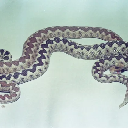 Окръжната прокуратура във Велико Търново разследва сигнал за незаконно отглеждане