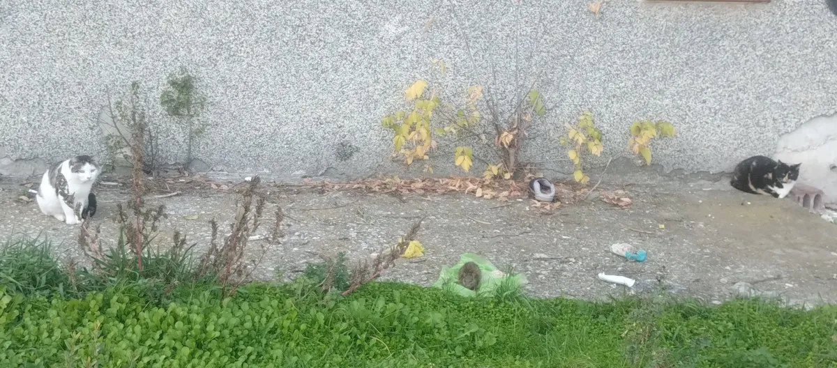 Плъхове пируват, котки чакат „на опашка" като пенсионери пред банкомат