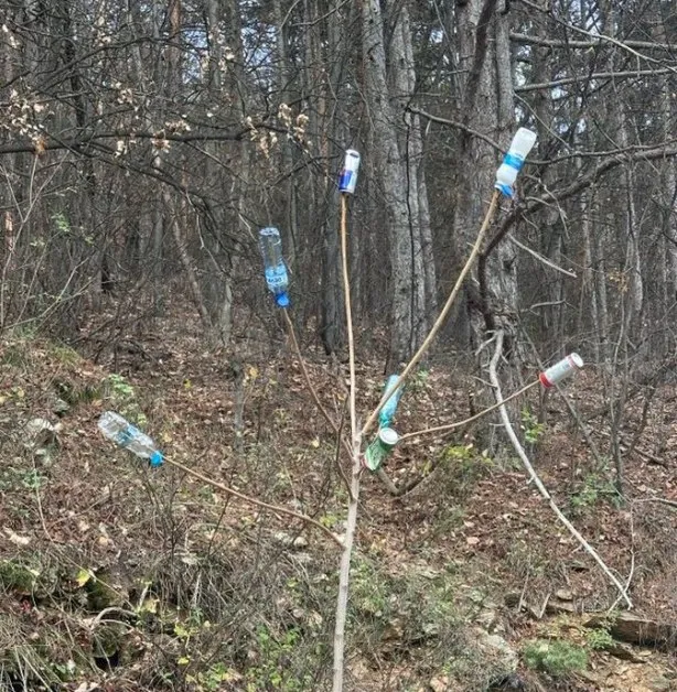 Грозна "украса" се появи в гората над емблематична за българската история крепост