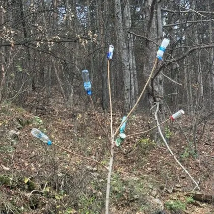 Грозна "украса" се появи в гората над емблематична за българската история крепост