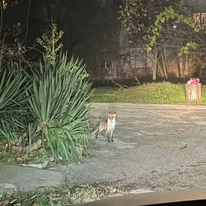 Любопитен опашат гост се поразходи из уличките на Велико Търново