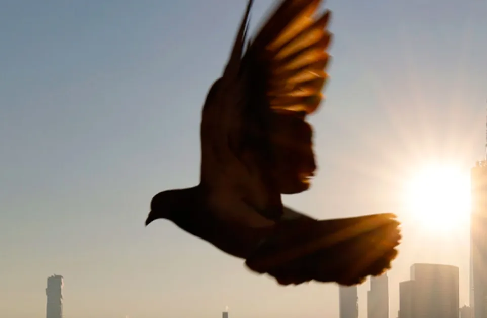 Как гълъбите „виждат" магнитното поле на Земята?