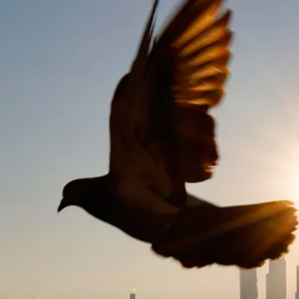 Как гълъбите „виждат" магнитното поле на Земята?