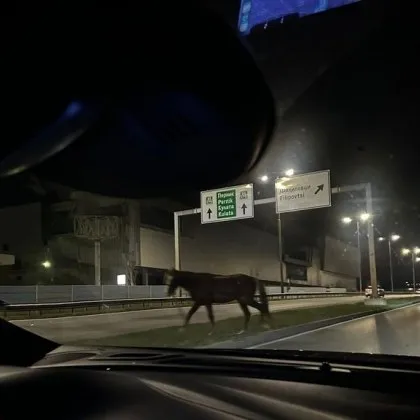 Опасно! Коне изскачат на Околовръстното на София, ще се вземат ли мерки? СНИМКИ