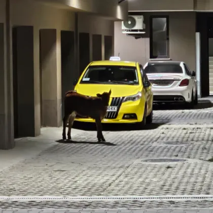 Теле нахлу в жилищна сграда в Пазарджик