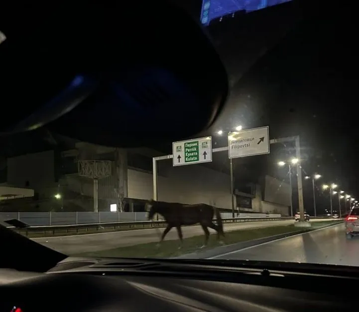 Опасно! Коне изскачат на Околовръстното на София, ще се вземат ли мерки? СНИМКИ