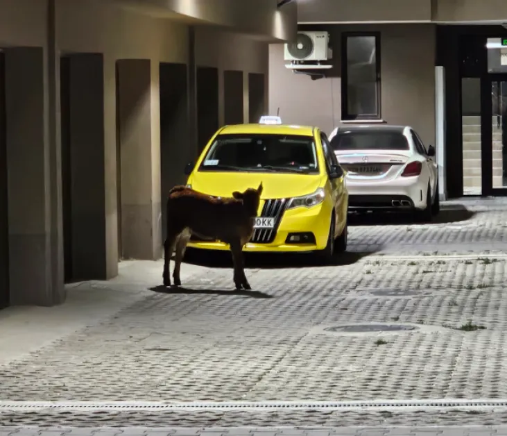 Теле нахлу в жилищна сграда в Пазарджик