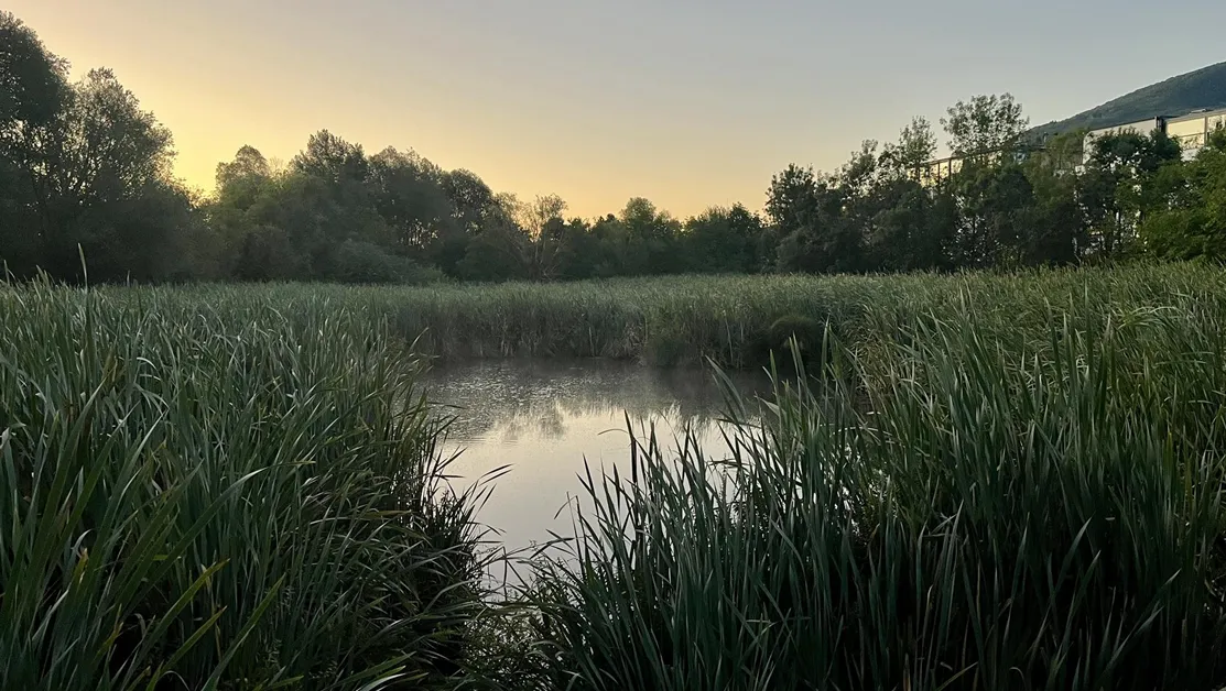 До дни спират строежа до Боянското блато